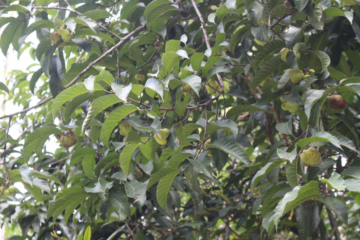 Artocarpus gomezianus Wall. ex Trécul